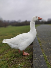 Anser anser domesticus