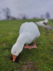 Anser anser domesticus