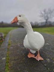 Anser anser domesticus