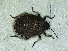 Platycoris rotundatus