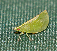 Parathisciini