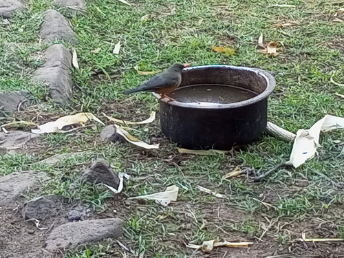 Abyssinian Thrush