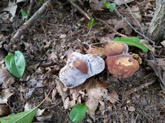 Hypomyces melanocarpus