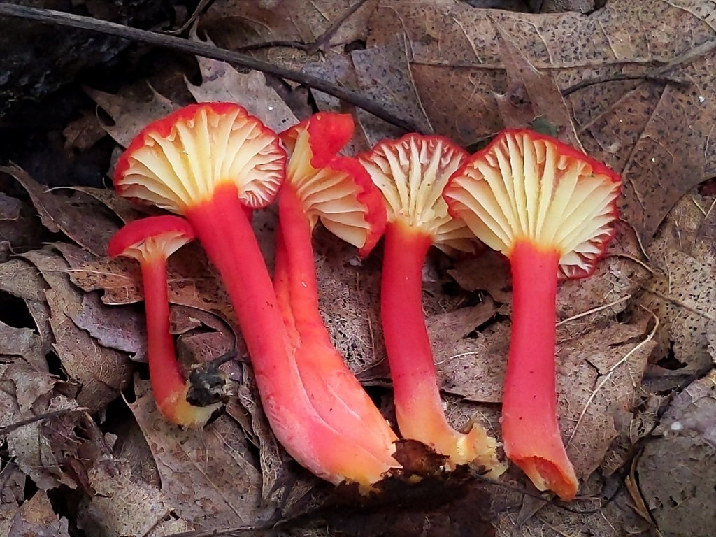 Hygrocybe sp. 'coccineocrenata-MI01'