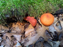 Gymnopilus liquiritiae