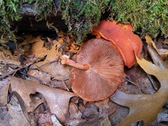 Gymnopilus liquiritiae