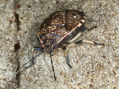 Platycoris rotundatus