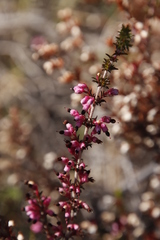 Erica placentiflora