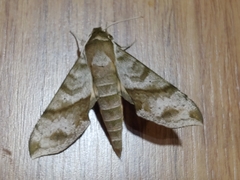 Xylophanes pistacina
