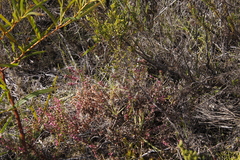 Erica placentiflora