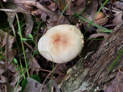 Amanita aestivalis