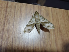 Xylophanes pistacina