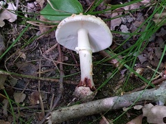 Amanita aestivalis