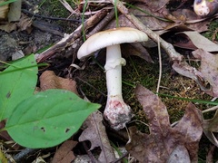 Amanita aestivalis