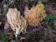 Ramaria divaricata