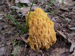 Ramaria divaricata