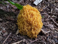 Ramaria divaricata
