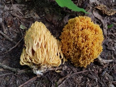 Ramaria divaricata