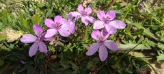 Erodium maculatum
