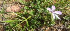Erodium maculatum