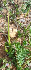 Erodium maculatum