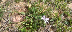 Erodium maculatum