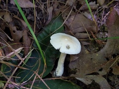 Tricholoma odorum
