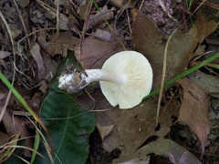 Tricholoma odorum
