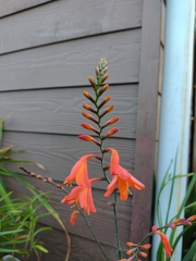 Crocosmia × crocosmiiflora