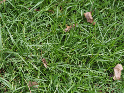 Image of Eremochloa ophiuroides by no rights reserved