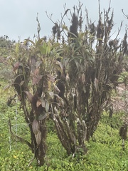 Miconia robinsoniana