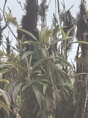 Miconia robinsoniana