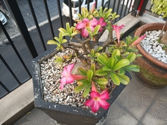 Adenium obesum