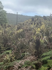 Miconia robinsoniana