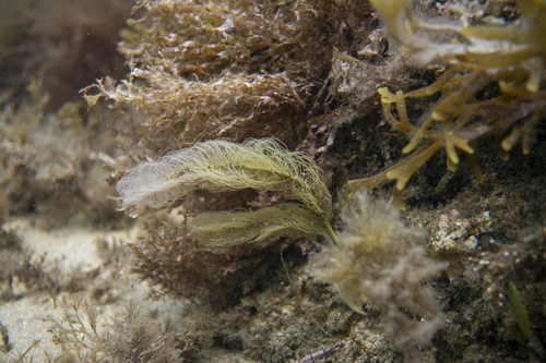 Caulerpa longifolia observed 2022-01-24