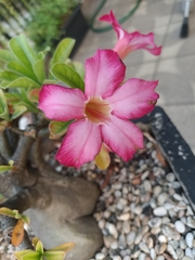 Adenium obesum