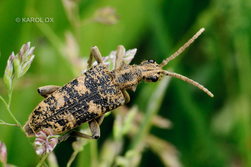 fuzáč žltoškvrnný (Rhagium sycophanta)