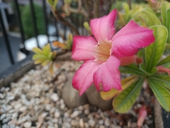 Adenium obesum