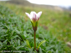 Gentianella limoselloides