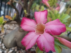 Adenium obesum