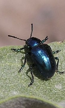 Cobalt Milkweed Beetle photo 5