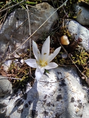 Colchicum hungaricum