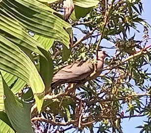 Red-eyed Dove