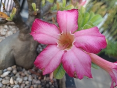 Adenium obesum