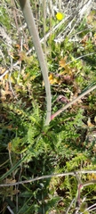 Brassica barrelieri