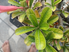 Adenium obesum
