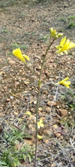 Brassica barrelieri