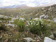 Lachnaea pomposa
