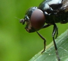 Lejogaster metallina