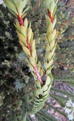Lachnaea pomposa